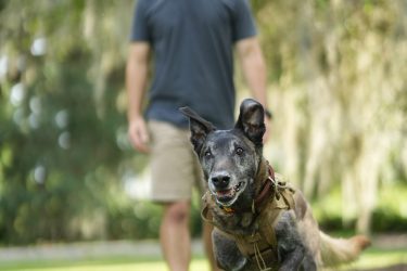 Animal-assisted therapy for veterans