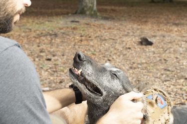 service dog training for veterans